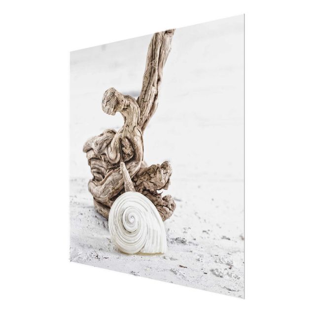 Glass prints beach White Snail Shell And Root Wood