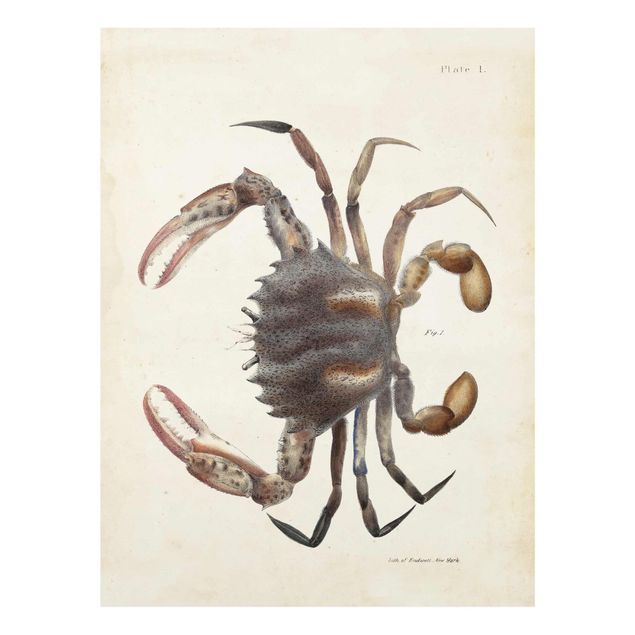 Prints brown Vintage Illustration Crab