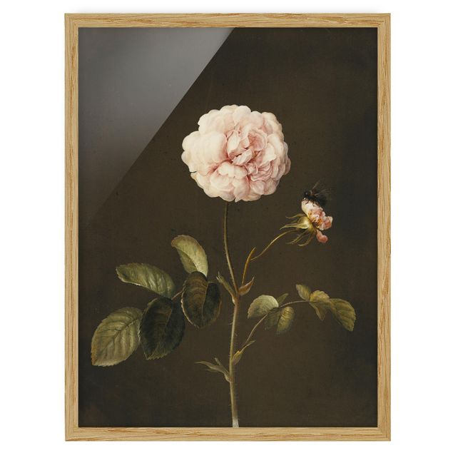 Prints floral Barbara Regina Dietzsch - French Rose With Bumblbee