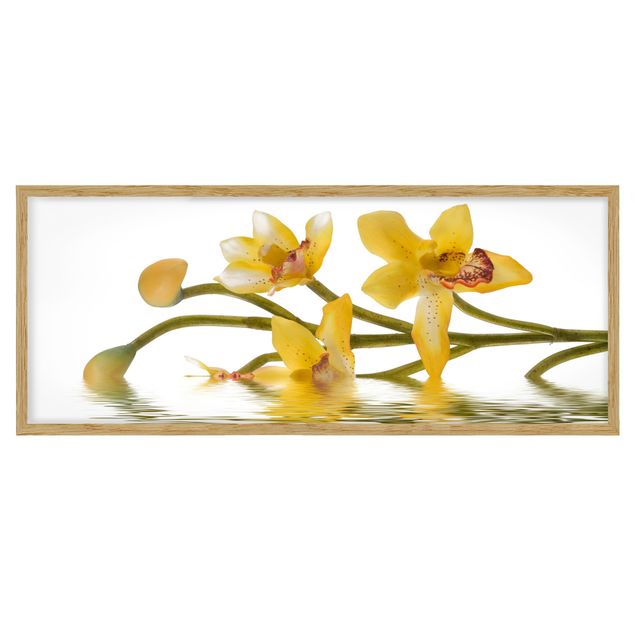 Prints flower Saffron Orchid Waters