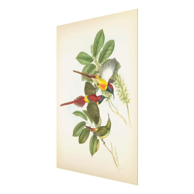 Prints Vintage Illustration Tropical Birds III