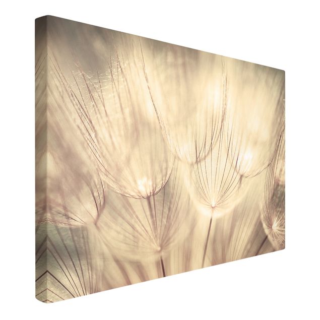 Wall art black and white Dandelions Close-Up In Cozy Sepia Tones