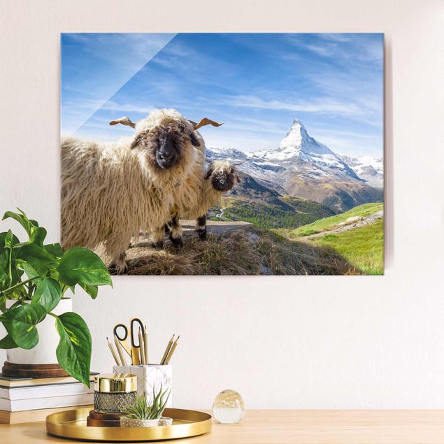 Kitchen Blacknose Sheep Of Zermatt