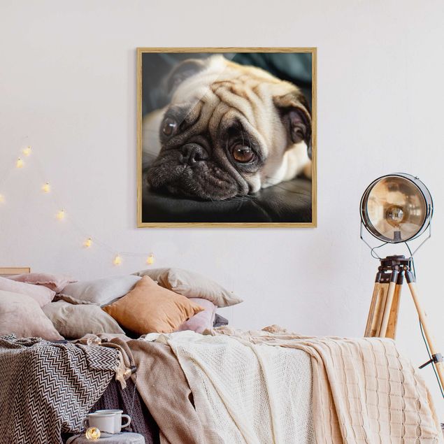 Modern art prints Pensive Pug