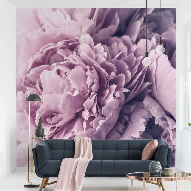 Wallpapers rose Purple Peony Blossoms