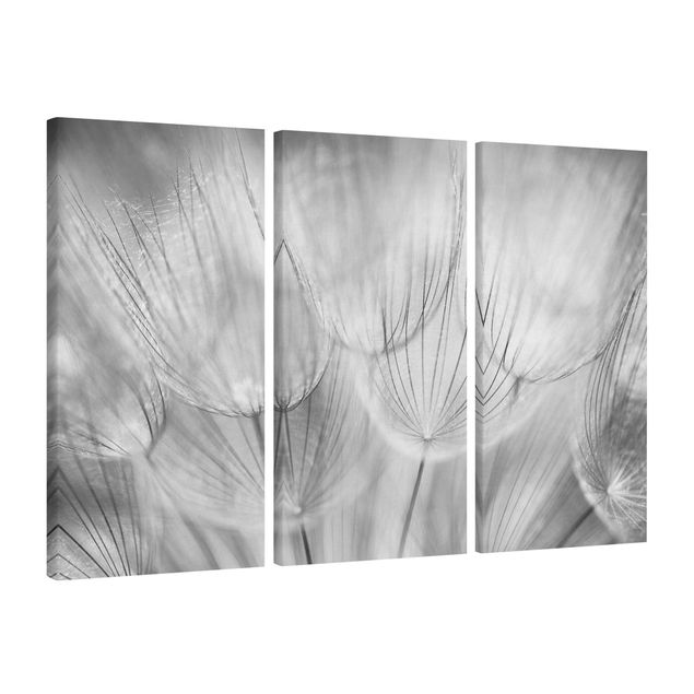 Black and white canvas art Dandelions Macro Shot In Black And White