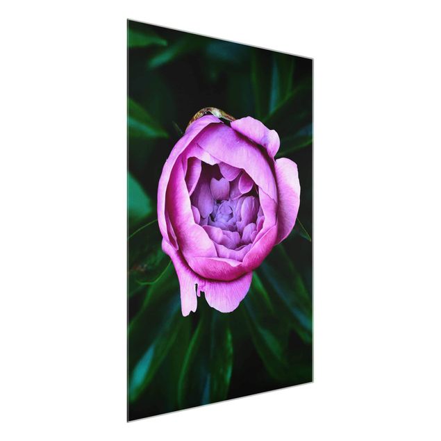 Glass prints flower Purple Peonies Blossoms In Front Of Leaves