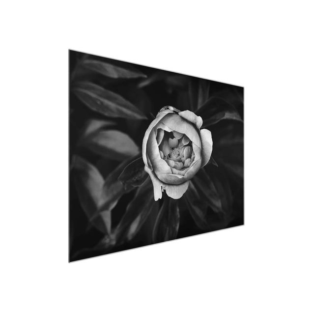 Glass prints flower Peonies In Front Of Leaves Black And White