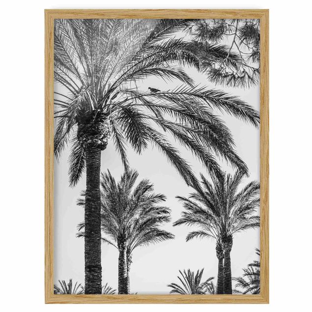 Prints floral Palm Trees At Sunset Black And White