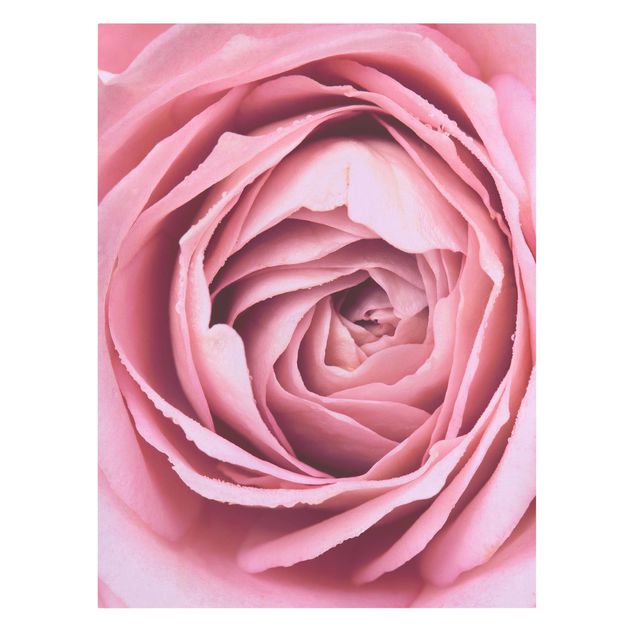 Modern art prints Pink Rose Blossom
