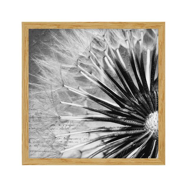 Prints flower Dandelion Black & White