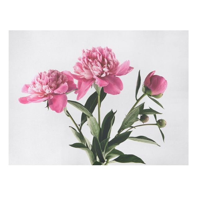 Prints modern Pink Flowers And Buds On White