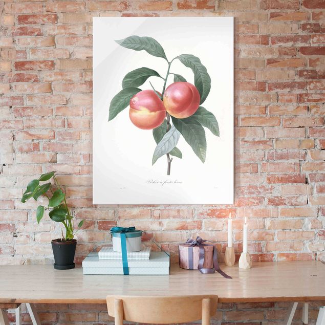 Prints fruit Botany Vintage Illustration Peach