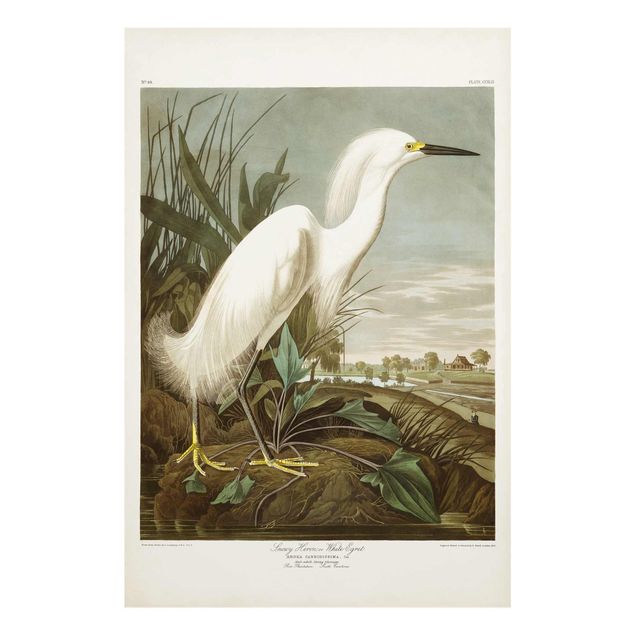 Glass prints landscape Vintage Board White Heron I
