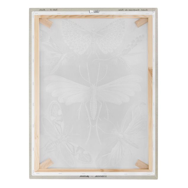 Prints black and white Vintage Board Moths And Butterflies