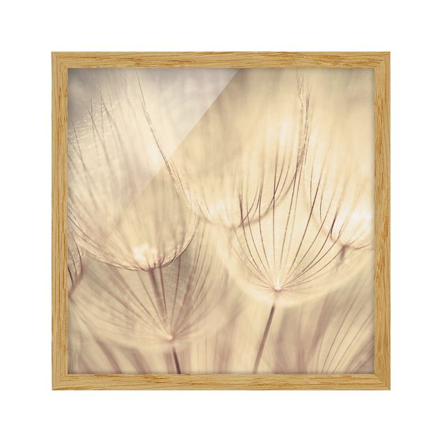 Flowers framed Dandelions Close-Up In Cozy Sepia Tones