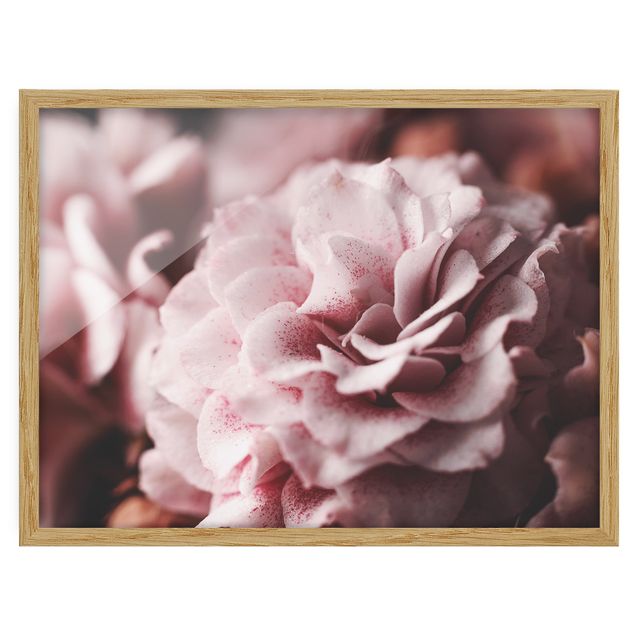 Flowers framed Shabby Light Pink Rose Pastel