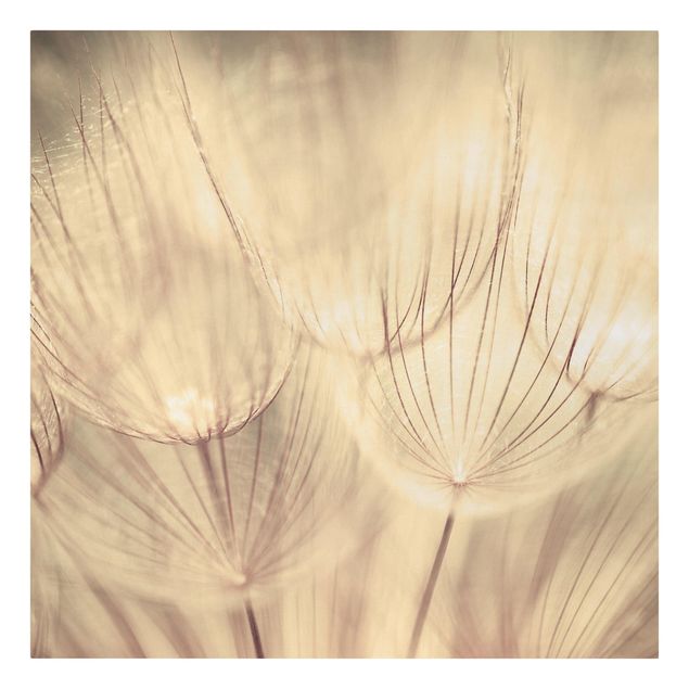 Flower print Dandelions Close-Up In Cozy Sepia Tones
