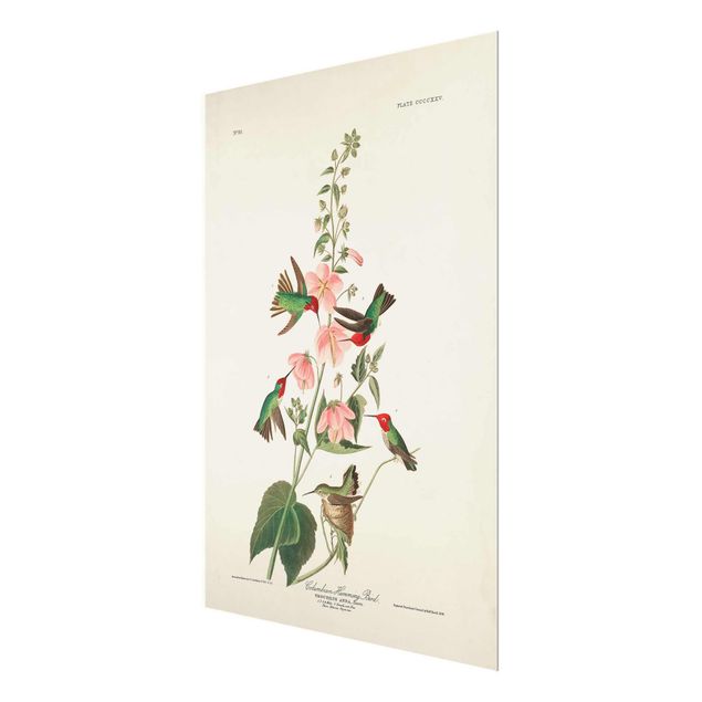 Prints Vintage Board Colombian Hummingbird