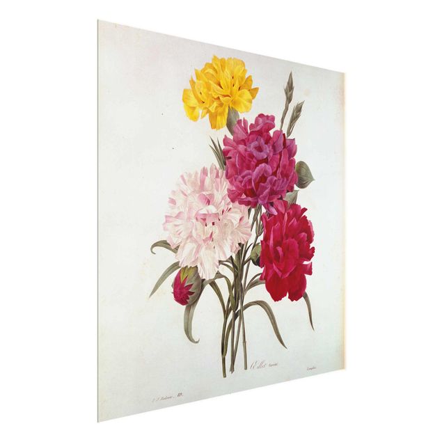 Glass prints flower Pierre Joseph Redoute - Cloves