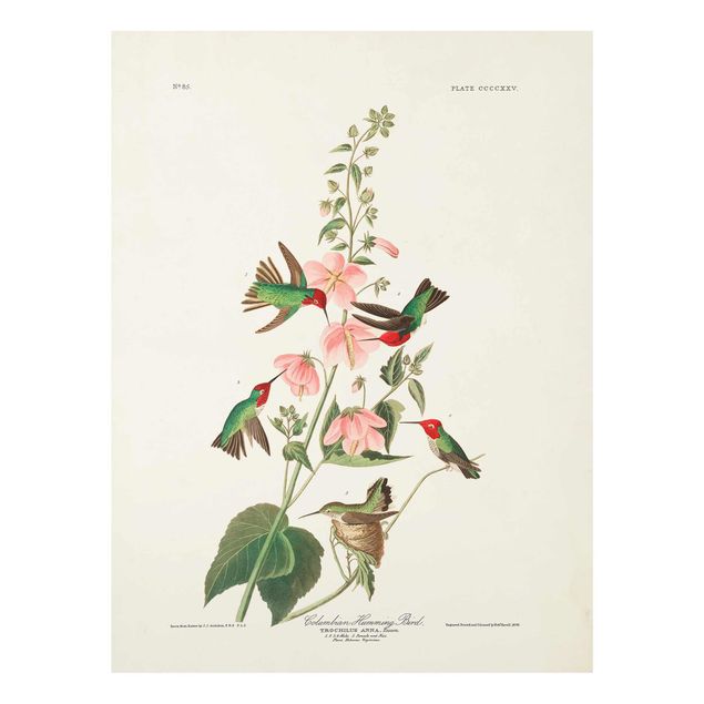 Prints pink Vintage Board Colombian Hummingbird