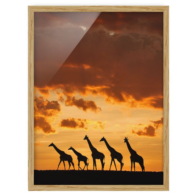 Contemporary art prints Five Giraffes