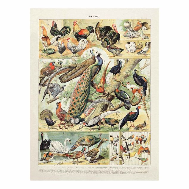 Prints multicoloured Vintage Board European Birds
