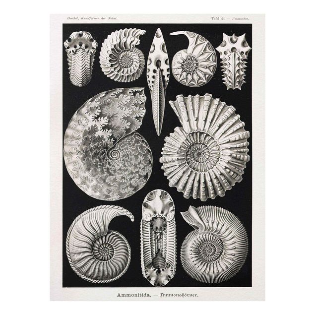 Black and white wall art Vintage Board Fossils Black And White