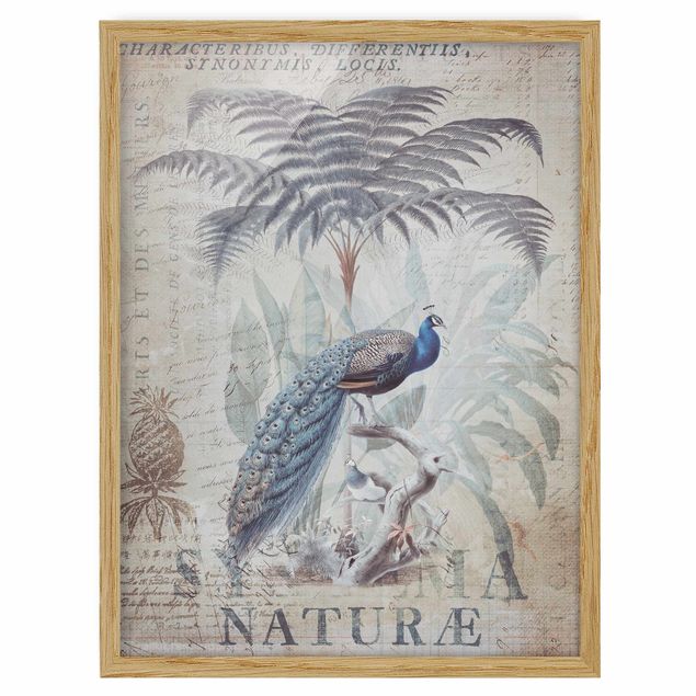 Prints animals Shabby Chic Collage - Peacock