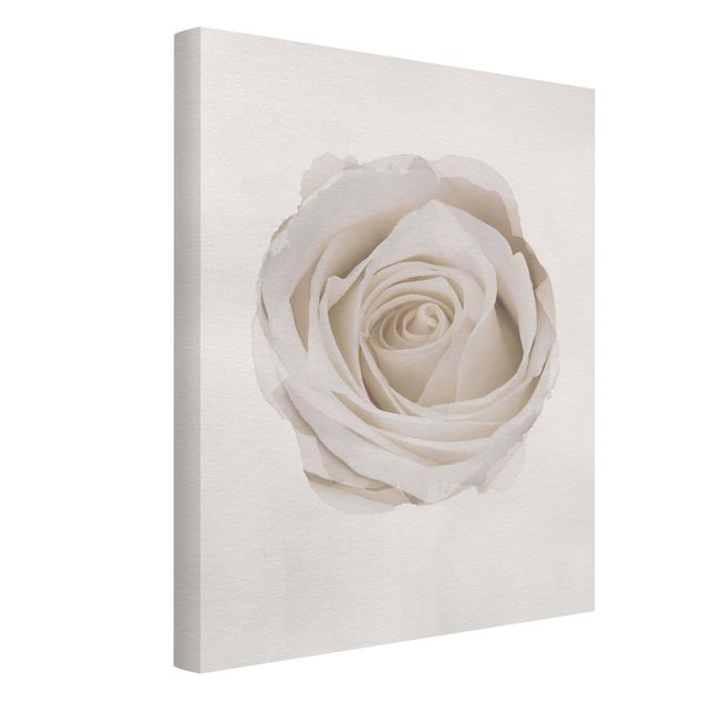 Floral picture WaterColours - Pretty White Rose