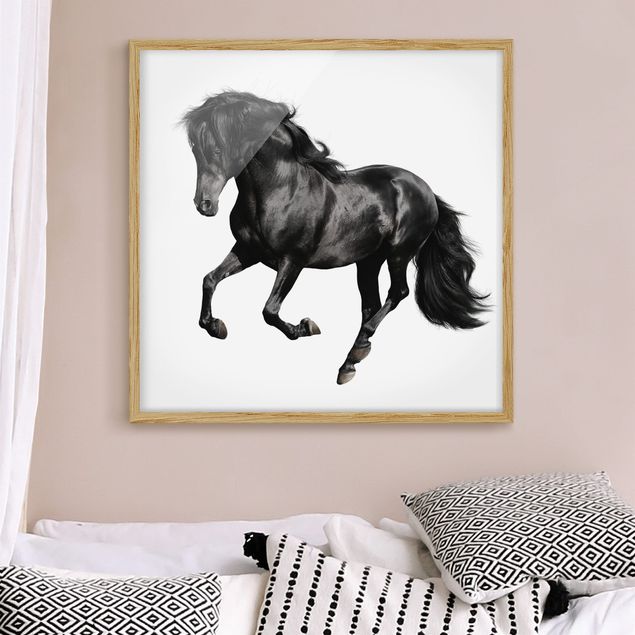 Prints animals Arabian Stallion