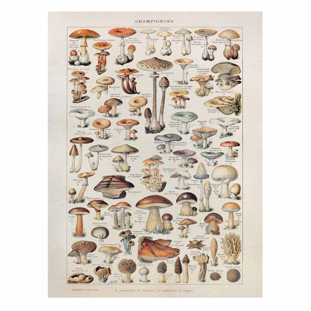 Prints brown Vintage Board Mushrooms