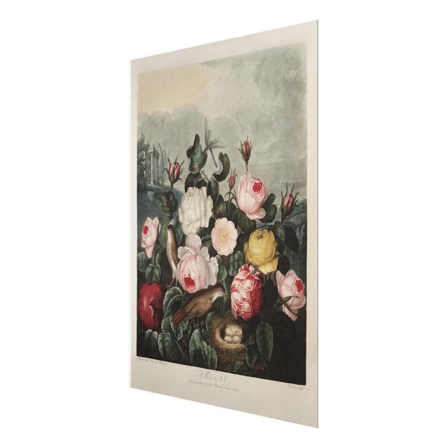 Pink wall art Botany Vintage Illustration Of Roses