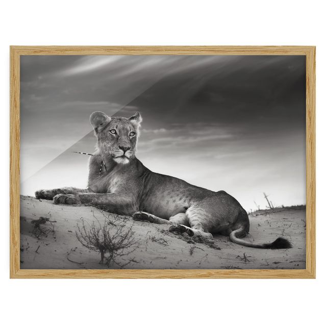 Prints modern Resting Lion
