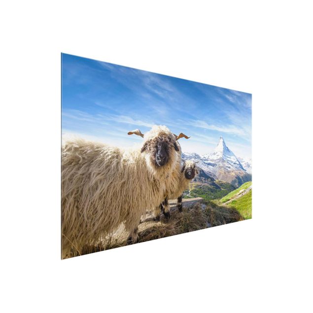 Glass prints mountain Blacknose Sheep Of Zermatt