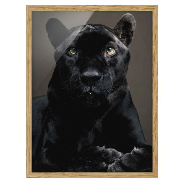 Animal framed pictures Black Puma