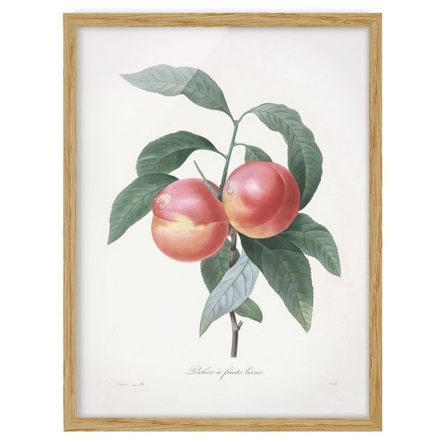 Prints flower Botany Vintage Illustration Peach