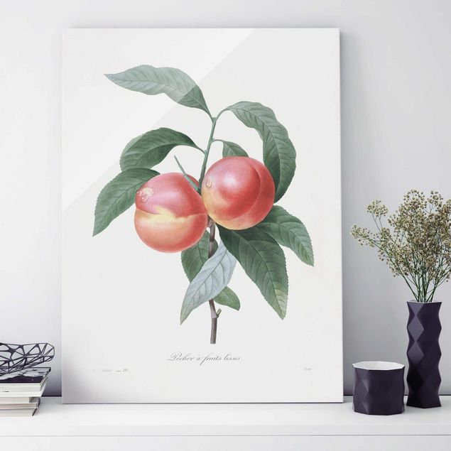 Kitchen Botany Vintage Illustration Peach