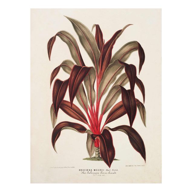 Flower print Botany Vintage Illustration Of Dragon Tree