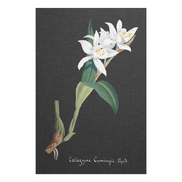 Vintage wall art White Orchid On Linen II
