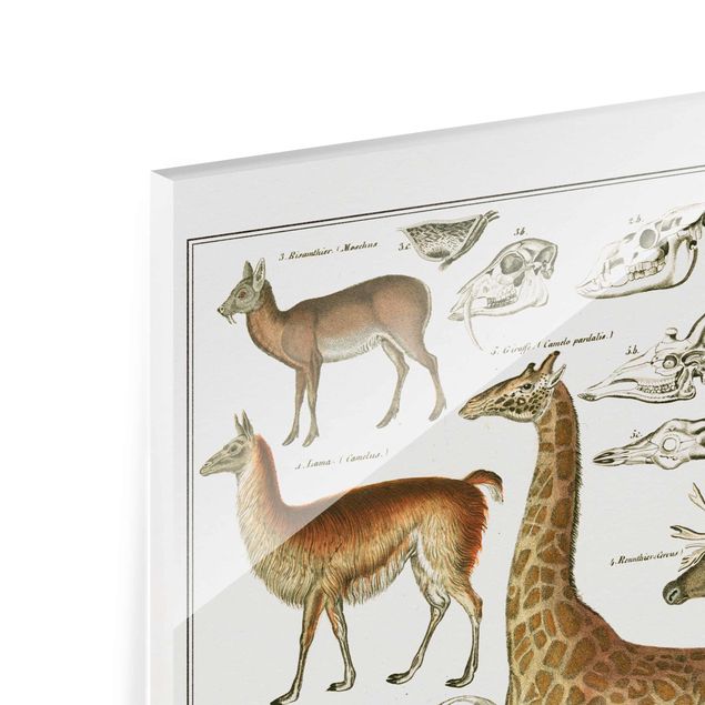 Prints brown Vintage Board Giraffe, Camel And IIama