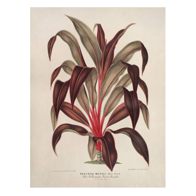 Prints flower Botany Vintage Illustration Of Dragon Tree