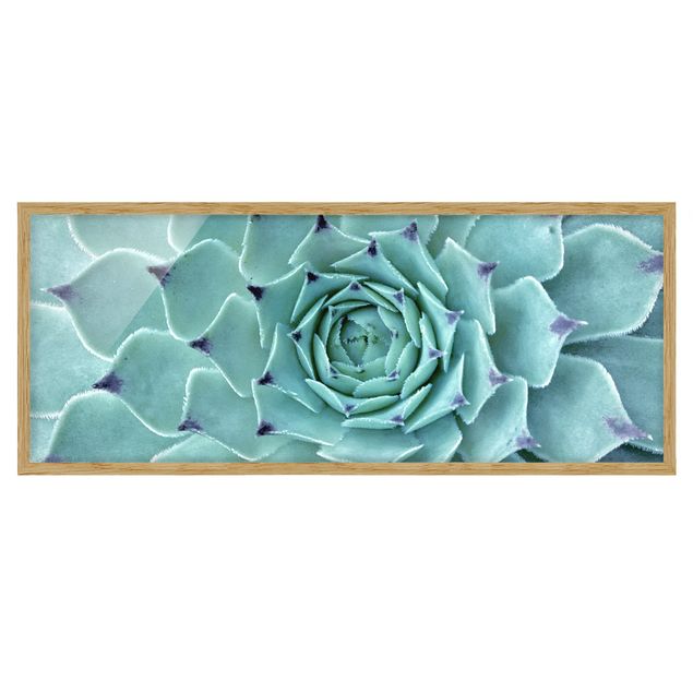 Flower pictures framed Cactus Agave