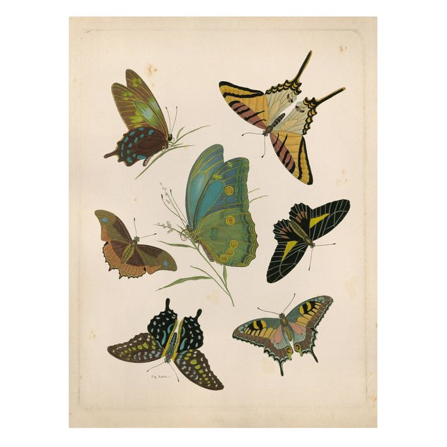 Prints animals Vintage Illustration Exotic Butterflies