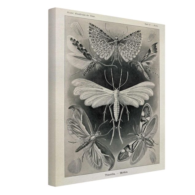 Vintage posters Vintage Board Moths And Butterflies
