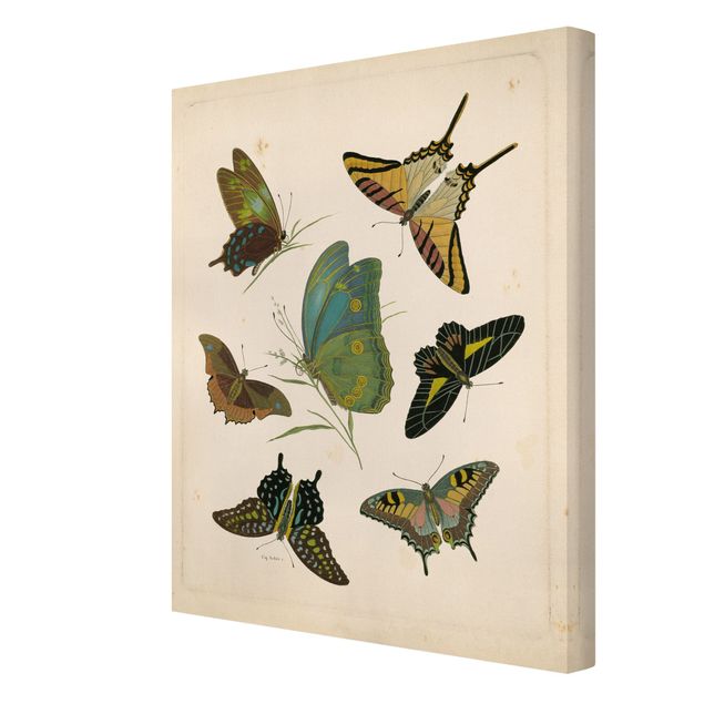 Retro prints Vintage Illustration Exotic Butterflies