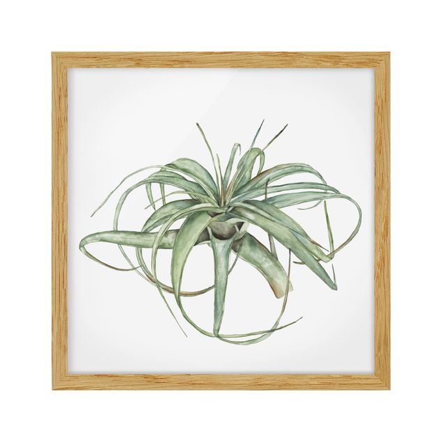 Flower pictures framed Air Plant Watercolour I
