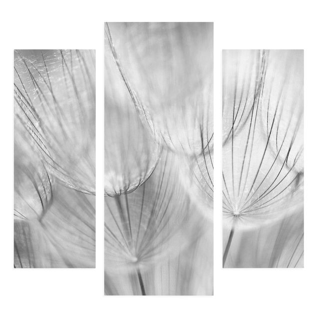 Floral canvas Dandelions Macro Shot In Black And White