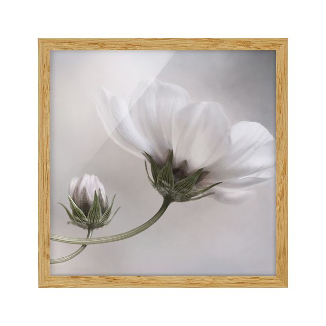 Framed floral Simply Cosmos