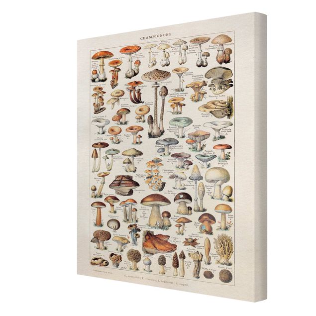 Prints Vintage Board Mushrooms